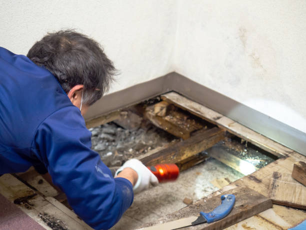 Best Basement Mold Remediation in Lido Beach, NY
