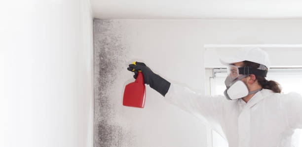 Best White Mold Remediation in Lido Beach, NY